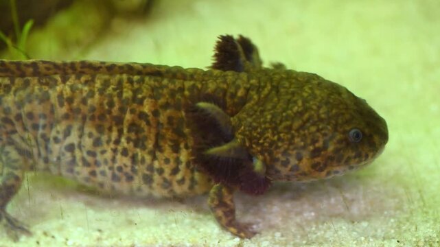 Wild type axolotl (Ambystoma mexicanum), identifiable by its dark mottled skin pattern rather than the common pink coloration.
