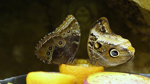 These are Owl butterflies (genus Caligo), known for the massive, deceptive eyespots on their underwings.