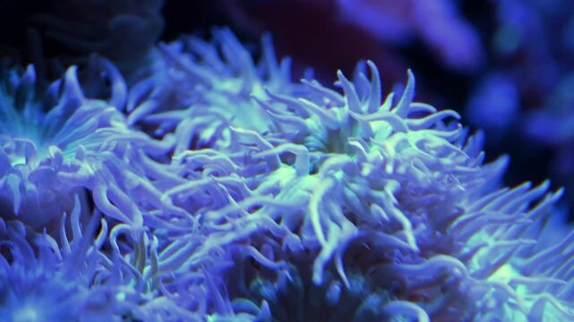 Marine specimen appears to be a Purple Long Tentacle Anemone ( Macrodactyla doreensis ).