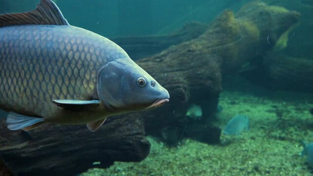 Common carp (Cyprinus carpio), a widely distributed freshwater species inhabiting Eurasia.