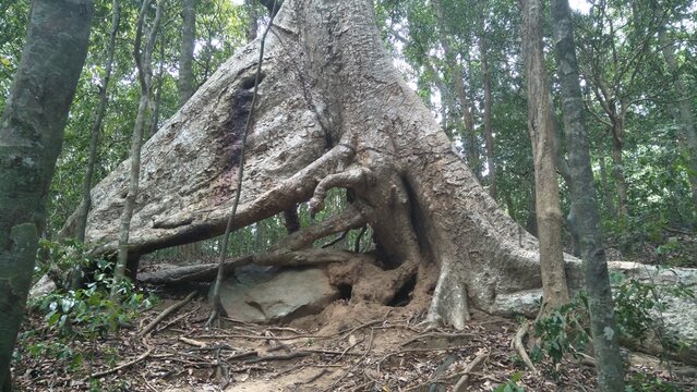 Giant Ebony (Diospyros ebenum, Diya Labu) Tree at Ritigala Forest Monastery, Ritigala, Anuradhapura, Sri Lanka.