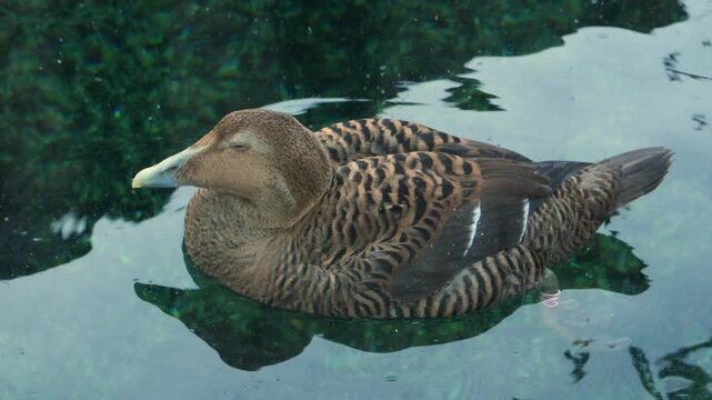 Female Common Eider (Somateria mollissima), recognizable by its mottled brown plumage and long, sloping bill. 
