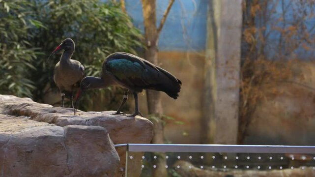 A pair of ringed Hadada ibises (Bostrychia hagedash), a large wading bird native to sub-Saharan Africa.