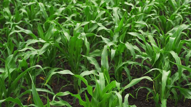 Green corn seedlings growing in rows in an agricultural field. Organic farming and food production concept with young maize plants