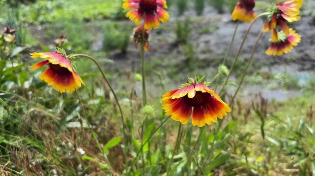 Gaillardia flower with raindrops swaying in light breeze on a sunny day after summer rain