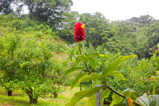 Vibrant Red Costus Bloom in a Tropical Garden