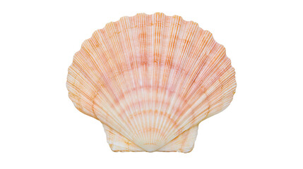 Pink and beige ridged scallop seashell isolated on transparent background © Noah