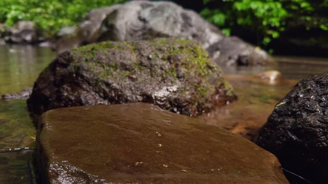 Slow Motion Small Frog Escaping Across Wet Rock Near Tropical Stream, Wildlife Behavior and Natural Survival