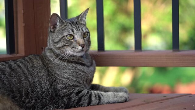 Cat sitting in front of gate