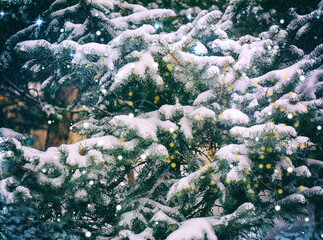 Obraz premium Snow-covered fir branches and magic lights. Winter card