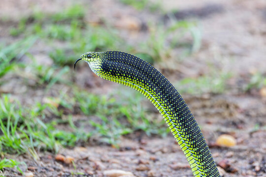 grass snake in the grass