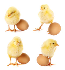 Naklejka premium Cute fluffy chicks and eggs on white background. Baby animals