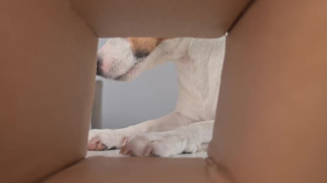 A funny Jack Russell Terrier dog looks into a cardboard box and eats food.