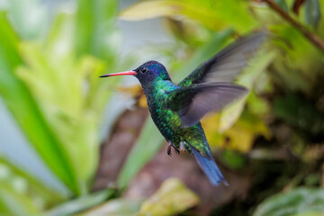 Fototapeta premium A magnificent hummingbird hovering and flying with remarkable elegance among the colorful flowers of Valle del Cauca, Colombia, showcasing its incredible agility and iridescent plumage.