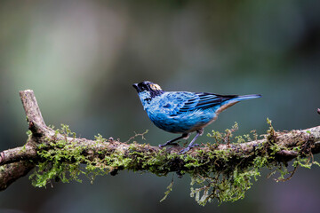 Fototapeta premium Blue-and-yellow Tanager with a vibrant blue body and bright yellow head, perched gracefully in the forest. A colorful jewel of the tropical canopy, perfect for bird and nature photography.