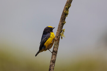 blue tit on branch © juancarlos
