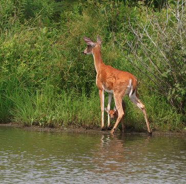 This young, female White-tail deer knows that water holes are frequently monitored by predators. She is definitely focussed on something in the grasses as her fawn peaks out from under her shadow.  