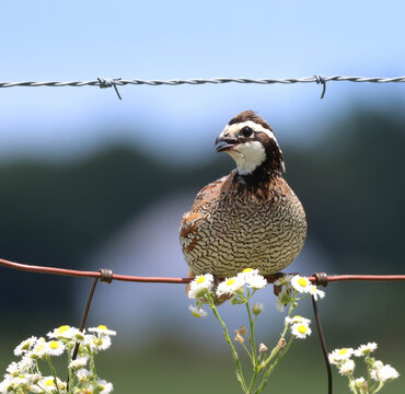 A stunning, male, Northern Bobwhite quail sitting atop a woven wire fence on a gorgeous summer day. 