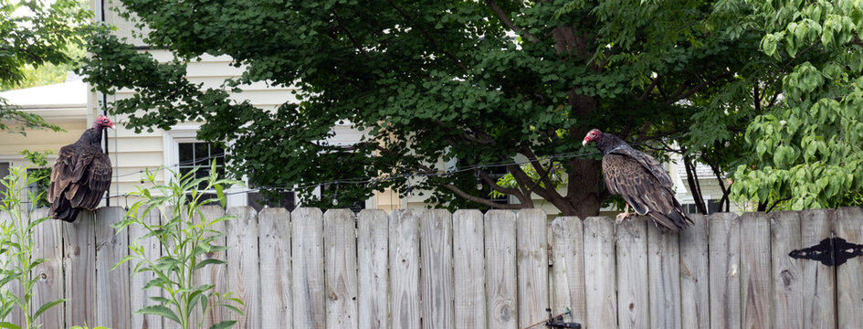 Turkey vultures on neighborhood fence