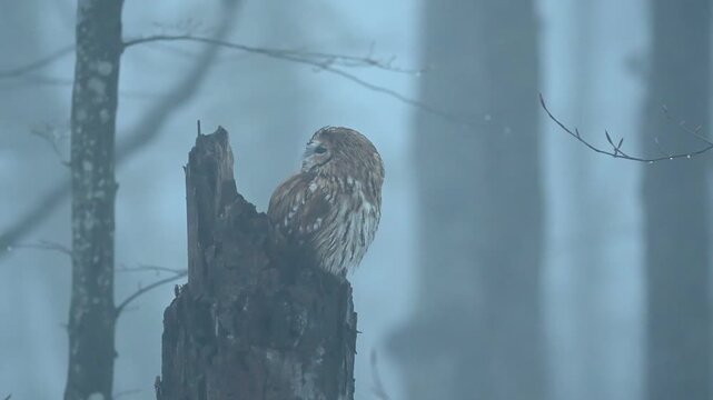 Tawny owl Strix aluco looking around in misty, humid forest, slow motion
