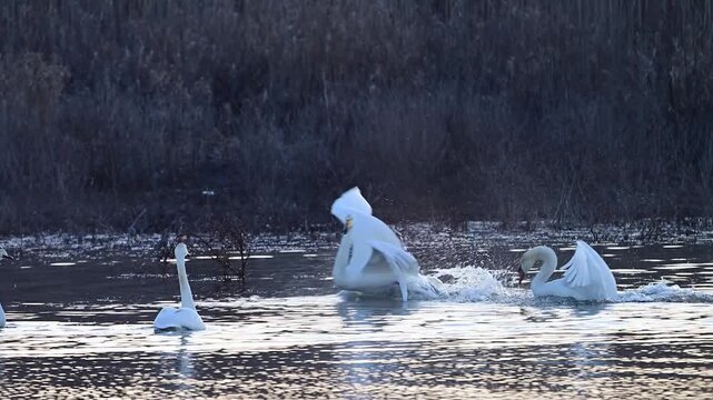 Mute Swan Cygnus olor Aggressive Behavior Toward Whooper Swan Cygnus cygnus on Lake Slow Motion