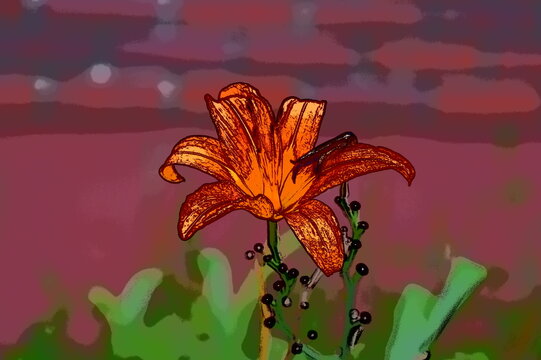 Daylily Flower