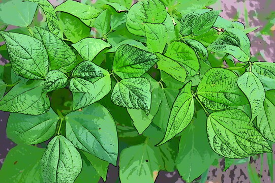 Green Bean Plants