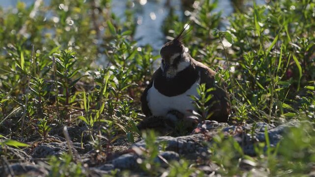 Northern Lapwing Vanellus vanellus Chick Sheltering Under Parent on Lakeshore in Slow Motion