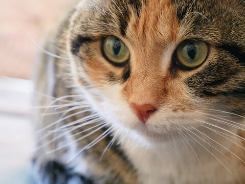 Close Up Portrait of Curious Tabby Cat with Green Eyes