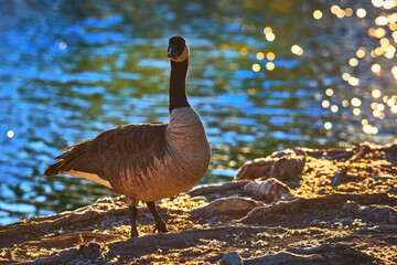 Fototapeta premium Goose by Sunlit Pond at Golden Hour with Sparkling Water and Rocky Shoreline