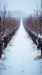Fototapeta premium Rows of dormant grapevines covered in snow lead down a path in a winter vineyard. Bare branches and frosty ground create a serene, natural wintery landscape scene. Peaceful agricultural view.