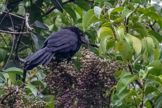Smooth-billed ani Crotophaga ani perched on a cluster of fruits. Sharp technical focus on the black plumage and high bill under overcast light.