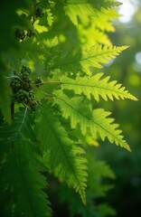 Naklejka premium Green leaves of Oregon ash tree backlit by bright sun. Small green seed clusters hang from branch. Lush foliage glows in soft natural light.