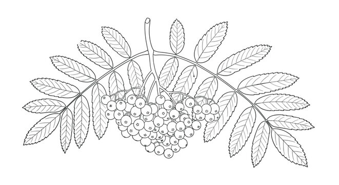 Branch of rowan berries with compound leaves in a detailed black and white line art illustration for coloring or design.