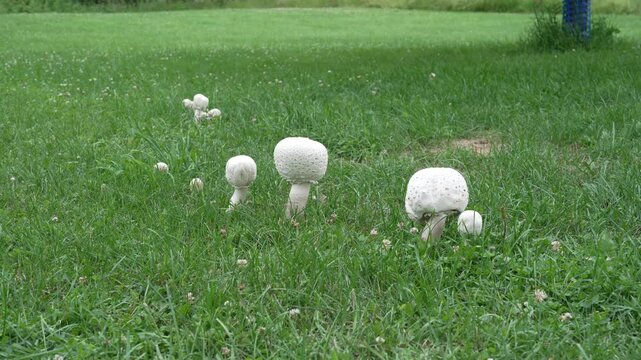 Scattered group of white wild mushrooms growing across a lush green lawn. The footage reveals the natural growth pattern and distribution of the fungi in their environment, providing a perspective.