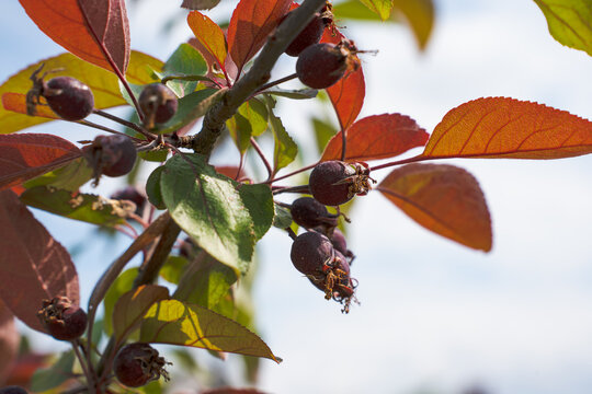 Ripe juneberry fruits on branch with copy space