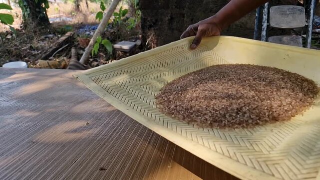 Farmer holding a woven bamboo basket to winnow harvested brown grains.