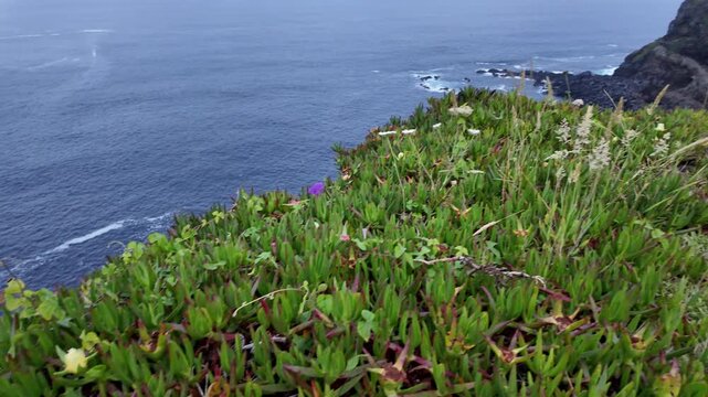 Azores, Faial Island, Morro de Castelo Branco. Scenic views of dramatic coastal cliffs, volcanic landscapes, and the rugged natural beauty of this iconic Atlantic coastline.