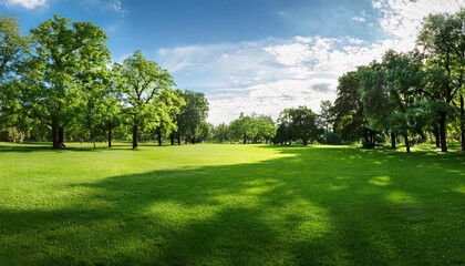 Fototapeta premium summer park trees and green grass on lawn panorama