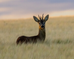 Young buck. Male roe deer with unusual antler formation. At dusk in a field of barley. © Robert Parker