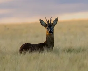 Fototapeten Rehe Young buck. Male roe deer with unusual antler formation. At dusk in a field of barley.  © Robert Parker