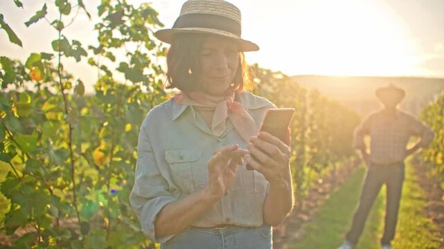 Senior Caucasian woman using smartphone in vineyard at sunset. Elderly female checking device near grape basket while man standing in background. Wine harvest technology and rural lifestyle. Texting.