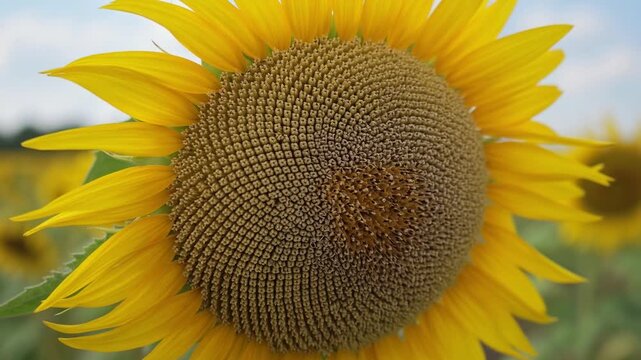 Single vibrant sunflower with bright yellow petals gently moving in the breeze. A beautiful agricultural field of sunflowers and a blue cloudy sky provide a stunning natural background