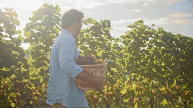 Caucasian man walking in vineyard and carrying wicker basket with ripe grapes. Male farmer harvesting fruit among grape vines on sunny day. Wine growing agriculture and rural lifestyle. Outdoor. Rear.