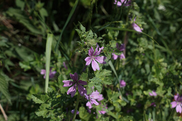 Fototapeta premium Wild purple mallow flowers blooming in a green field