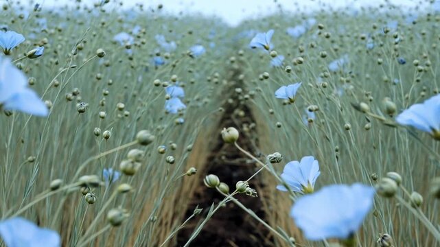 Beautiful blue flax flowers blooming in a vast agricultural field. The delicate petals are gently swaying in the breeze, showcasing the natural beauty of the blossoming flaxseed crop