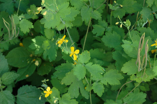 Yellow celandine flowers blooming among green leaves