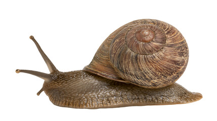 Brown garden snail with spiral shell, isolated on transparent background © Mira
