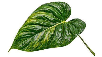 Variegated green heart-shaped leaf with prominent veins, isolated on transparent background © Mira