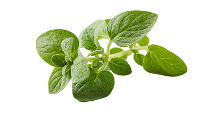 Fresh green oregano herb sprig, isolated on transparent background © Mira